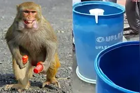 印度猴子猖狂肆虐 把两个月大婴儿扔进水箱淹死：熟睡时偷偷拖走