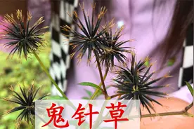 农村的粘人草煮水，好多人不知它是宝？可以解决你很多烦恼视频封面