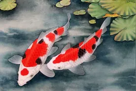 工笔画的【锦鲤分染】原来这么简单，学对方法才是真理第八课 (3)视频封面