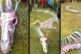 6个噩梦般的史前动物，你会很高兴的是它们已经灭绝了