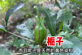 栀子又名黄果子号称“护肝草”，用来煮水作用厉害了，很多人不知视频封面