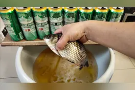 把鲫鱼放入装有啤酒的鱼缸，接下来鲫鱼真的醉了视频封面