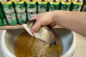 把鲫鱼放入装有啤酒的鱼缸，接下来鲫鱼真的醉了视频封面