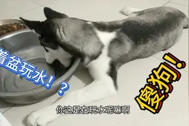 哈士奇为了霸占水盆，把鼻子埋水里吹泡泡，主人：你不怕被揍吗？