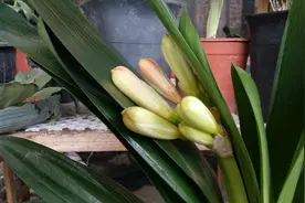 君子兰开花苞后能不能换盆？这样做就对了视频封面