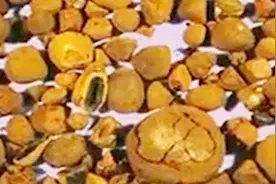 日常所见的牛黄 竟是牛患炎症产生的 更有千金易得牛黄难求的说法视频封面