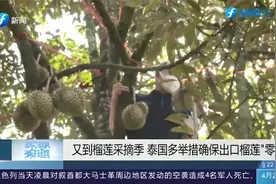 超80%泰国产榴莲销往中国，泰国多举措确保出口榴莲“零新冠”视频封面