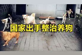 国家终于出手！养狗令新规出台，这样养狗会被严惩！视频封面