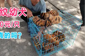 外地人在驻马店卖虎纹幼犬，怀疑是骗子，上前拍摄遭拒视频封面