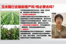 玉米隔行去雄（去头）能增产吗?有必要去吗？视频封面