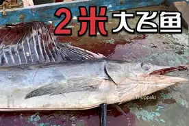 2米长的大飞鱼在印度一斤才卖7块钱人民币视频封面