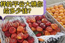 火爆的精品大桃销售现场，平谷许家务村出名了，京东快递到你家视频封面