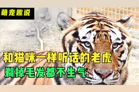 世界上应该没有比他更听话的老虎吧 剃掉它的尾巴毛他都不生气视频封面