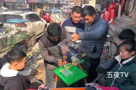 鹦鹉如何分辨公母？卖鸟大叔现教农村小伙一招，看一看鼻子就知道视频封面