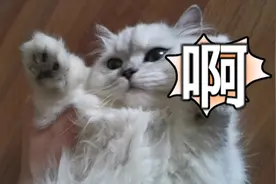 让猫咪称重的五种方法，你学会了吗~