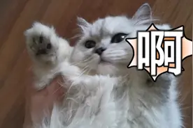 让猫咪称重的五种方法，你学会了吗~
