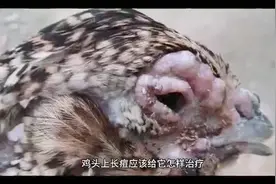鸡头上长痘应该给它怎样治疗   鸡冠为什么会长痘视频封面
