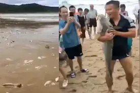 满海滩都是鱼！广东海陵岛游客震惊欢呼，渔民：或与台风有关视频封面