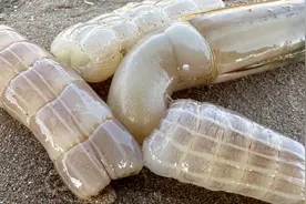 大齐赶海，跟在海大爷后面捡了好多蛏王鼻子，带回家喂旺财视频封面