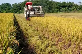 实拍：日本久保田收割机，在广东农村收割稻谷，看看怎么收费？视频封面