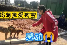 狗妈妈爱狗崽，像人一样爱自己的孩子，馋得流口水也不吃