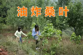 桑叶也能吃？姐妹摘取嫩桑叶，油炸过后吃起嘎嘣脆【我要上热门】视频封面