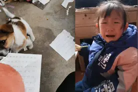 女孩寒假作业被狗子撕碎崩溃大哭，老师安慰：知道写完了，怪狗狗视频封面