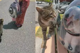 上海女子带宠物猫下楼遛弯，遭流浪猫猛追不舍，网友：你俩不合适视频封面