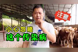 这个传染病，很容易被忽略！有这些症状出现，养牛人一定要重视！视频封面