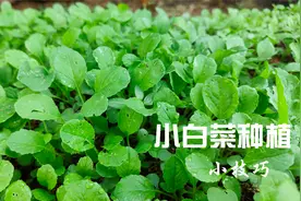 四季都可以种植的小白菜，添加点石灰，3天就发芽，不断根不烂叶视频封面
