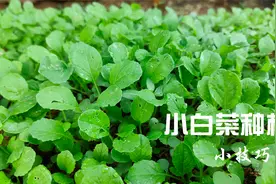 四季都可以种植的小白菜，添加点石灰，3天就发芽，不断根不烂叶视频封面