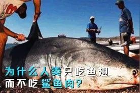 为什么人类只吃鱼翅，而不吃鲨鱼肉？鱼翅又是鲨鱼的哪个部位