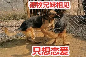 德牧兄妹久别重逢，相互没有认出对方，两只狗见面只想恋爱视频封面