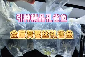开箱！引种了精品的金属黄蕾丝孔雀鱼！准备过两天发到鱼房去！视频封面
