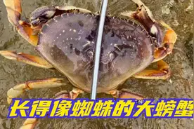 长得像蜘蛛的大螃蟹见过吗？沙滩上散布着好多贝类海鲜！收获满满视频封面