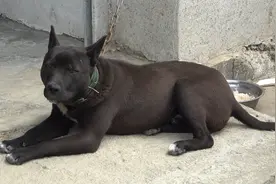 老人说黑狗四脚踏青云，哪怕胸白也是好狗视频封面