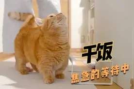 布丁焦急的等待着早餐。嘎嘣脆，最后心满意足的走了「短腿橘猫」