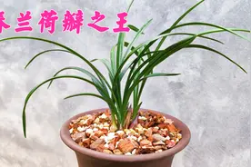 这款兰花被誉为春兰荷瓣之王，开花漂亮，价格亲民，好养易开花！视频封面