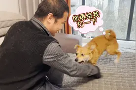 主人一直打狗狗屁股，猜猜狗狗会有啥反应？画面太逗笑喷了！