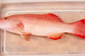 东星斑最原汁原味做法，大厨也是这样做视频封面
