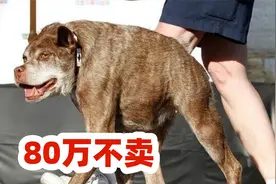 80万不肯卖，无脖子卡西莫多犬，诞生过程令人感叹视频封面