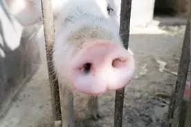 一首《猪之歌》，配上我家养的猪，节奏敢还是有的