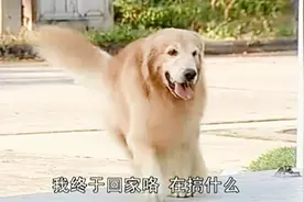 金毛哼嘟回到家，发现陌生人追着要赶走，却被坏女人喷了一身水视频封面