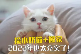捡到了小奶猫，又搬进了新房，2022也太充实了！视频封面