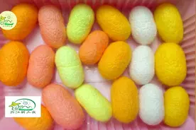 蚕丝大家见得多了，彩色的蚕丝你见过吗？五颜六色的那种！视频封面