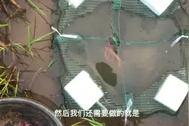 水上漂泥鳅黄鳝笼蚯蚓诱饵这样处理，包你收获满满，放泥鳅黄鳝笼视频封面