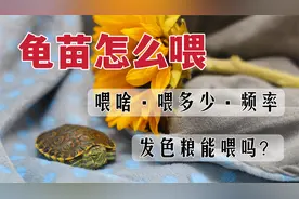 小龟苗怎么喂才能健康长大，发色粮可以喂吗？视频封面