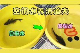 用空调的冷凝水，养清道夫会怎么样？视频封面