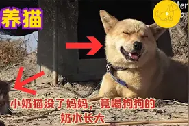 小奶猫没了妈妈，竟喝狗狗的奶水长大视频封面