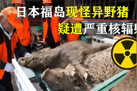 福岛核辐射蔓延？日本现怪异杂交野猪，外媒称放射性极强？视频封面